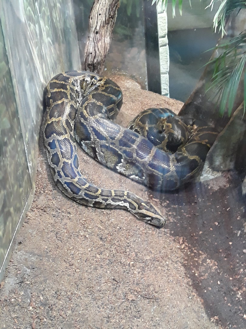 The python has returned