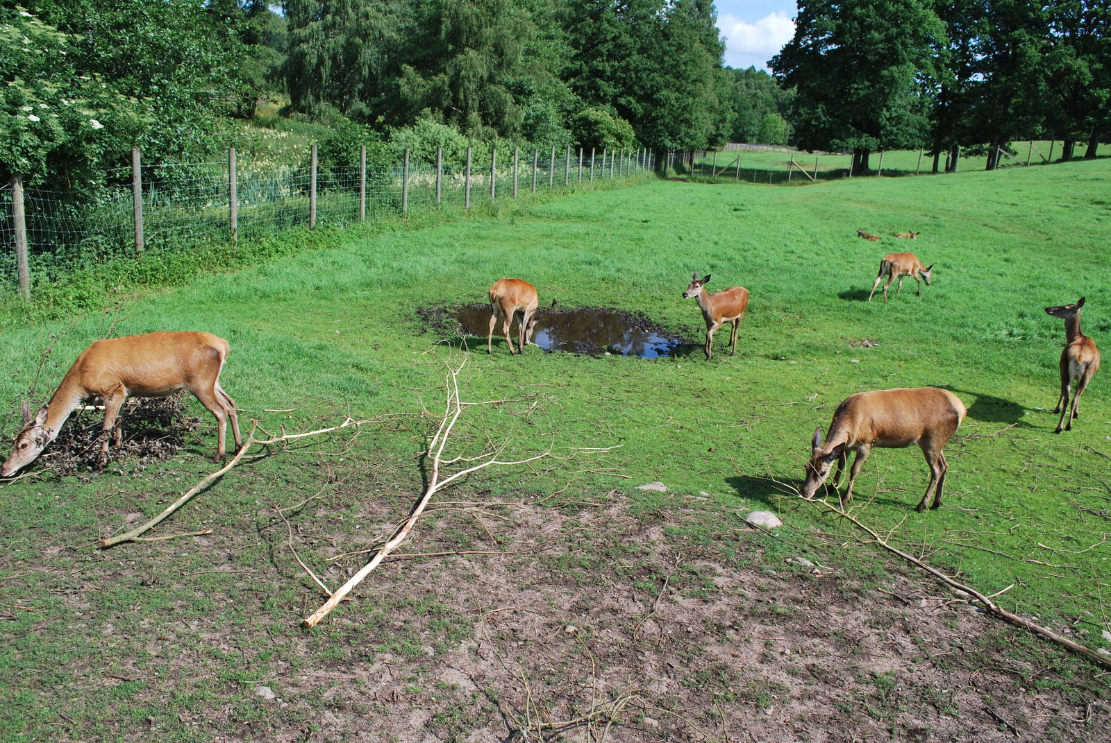 The "kronhjort" exhibit - the biggest deer species in Swe
