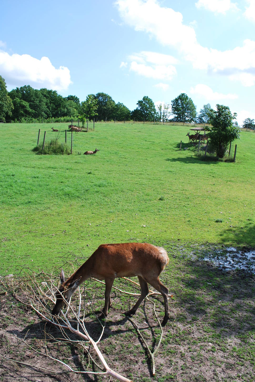 The "kronhjort" exhibit - the biggest deer species in Swe