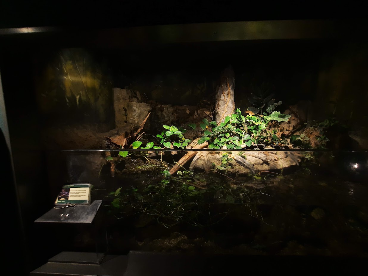 The RainForest - African Pond