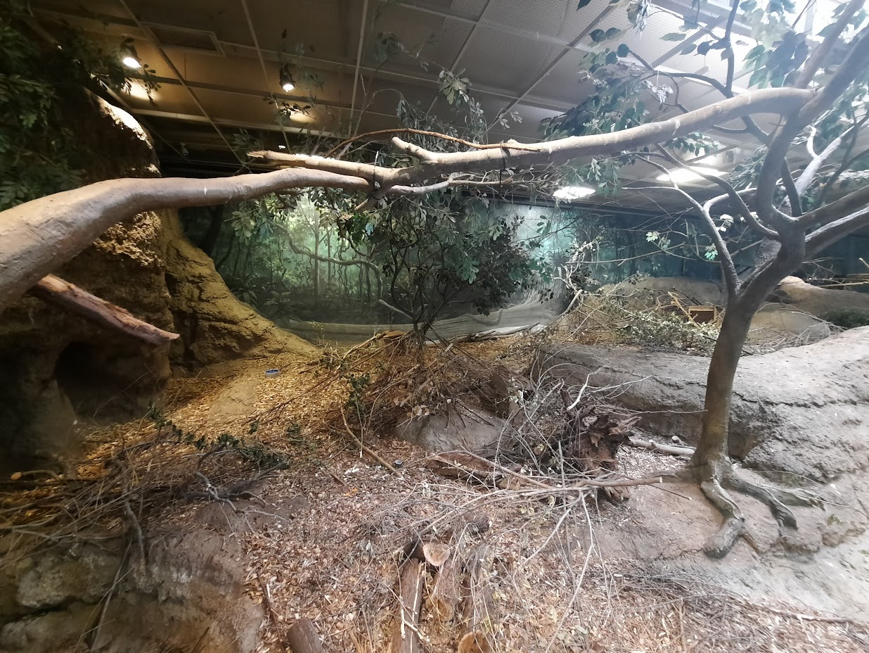 The RainForest - Agouti Exhibit