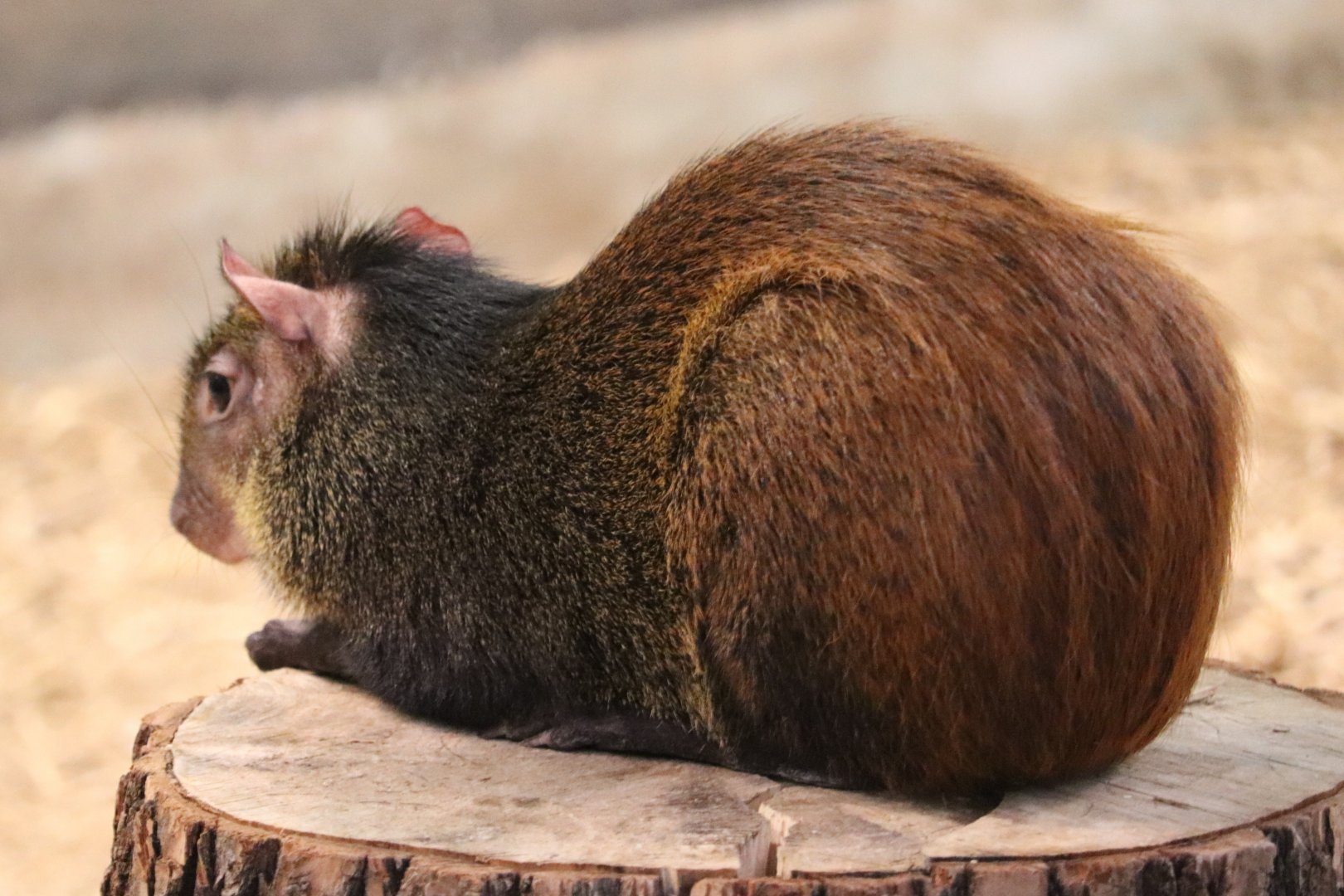 The RainForest - Agouti