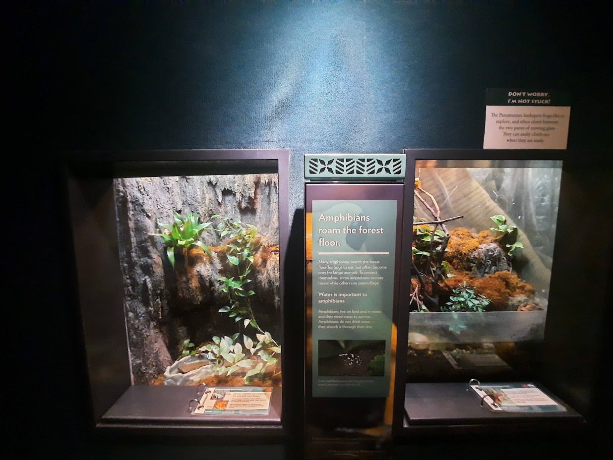 The RainForest - Amphibian Exhibits 2