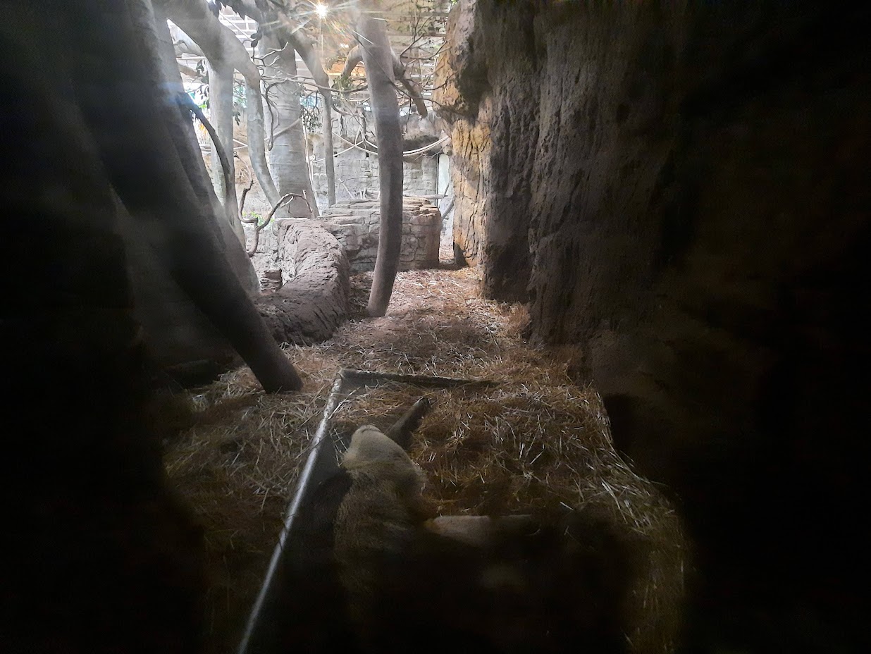 The RainForest - Anteater Viewing