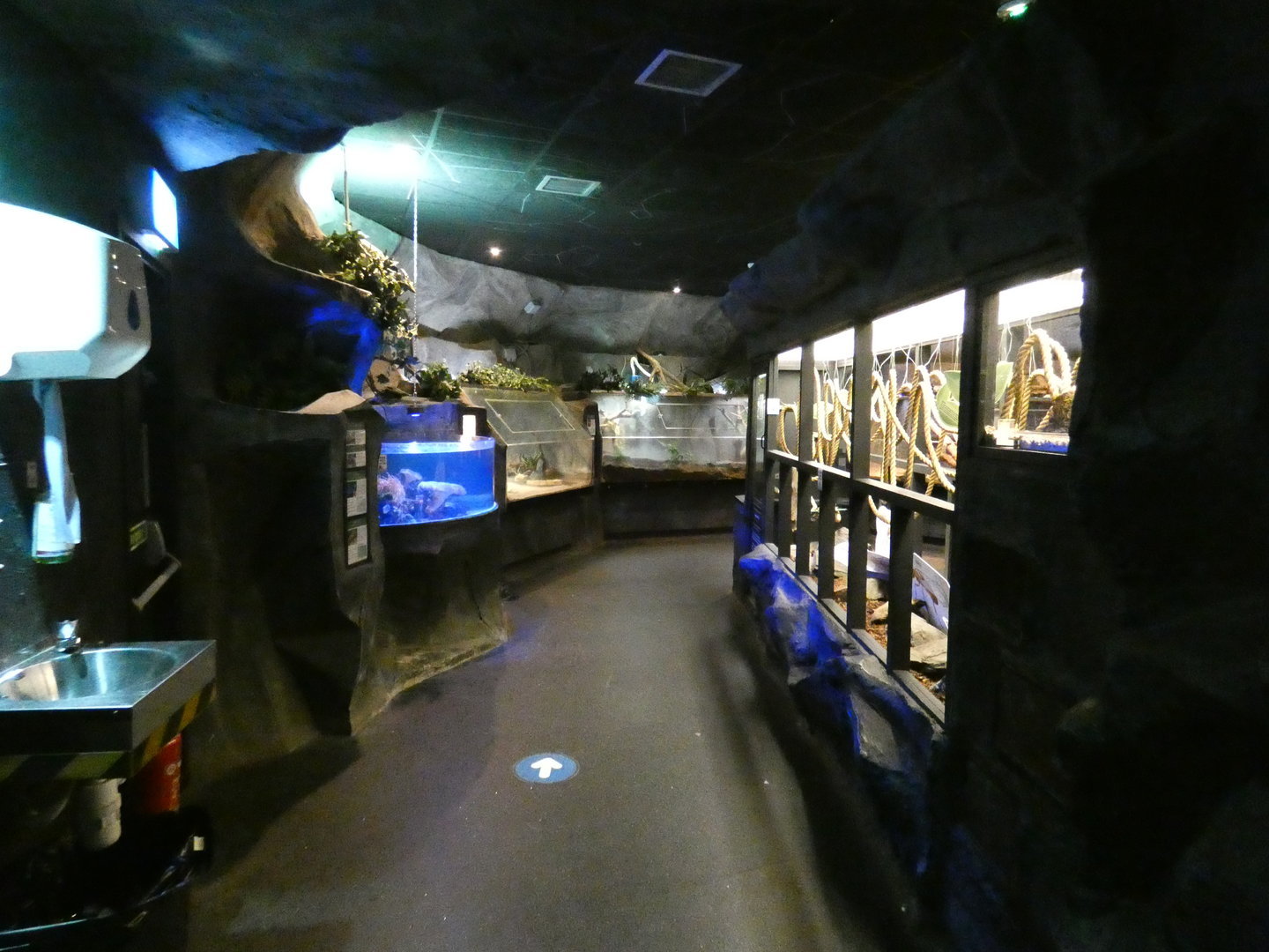 'The Rainforest' area