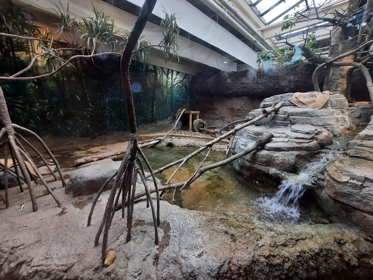 The RainForest - Asian Small Clawed Otter Land Exhibit