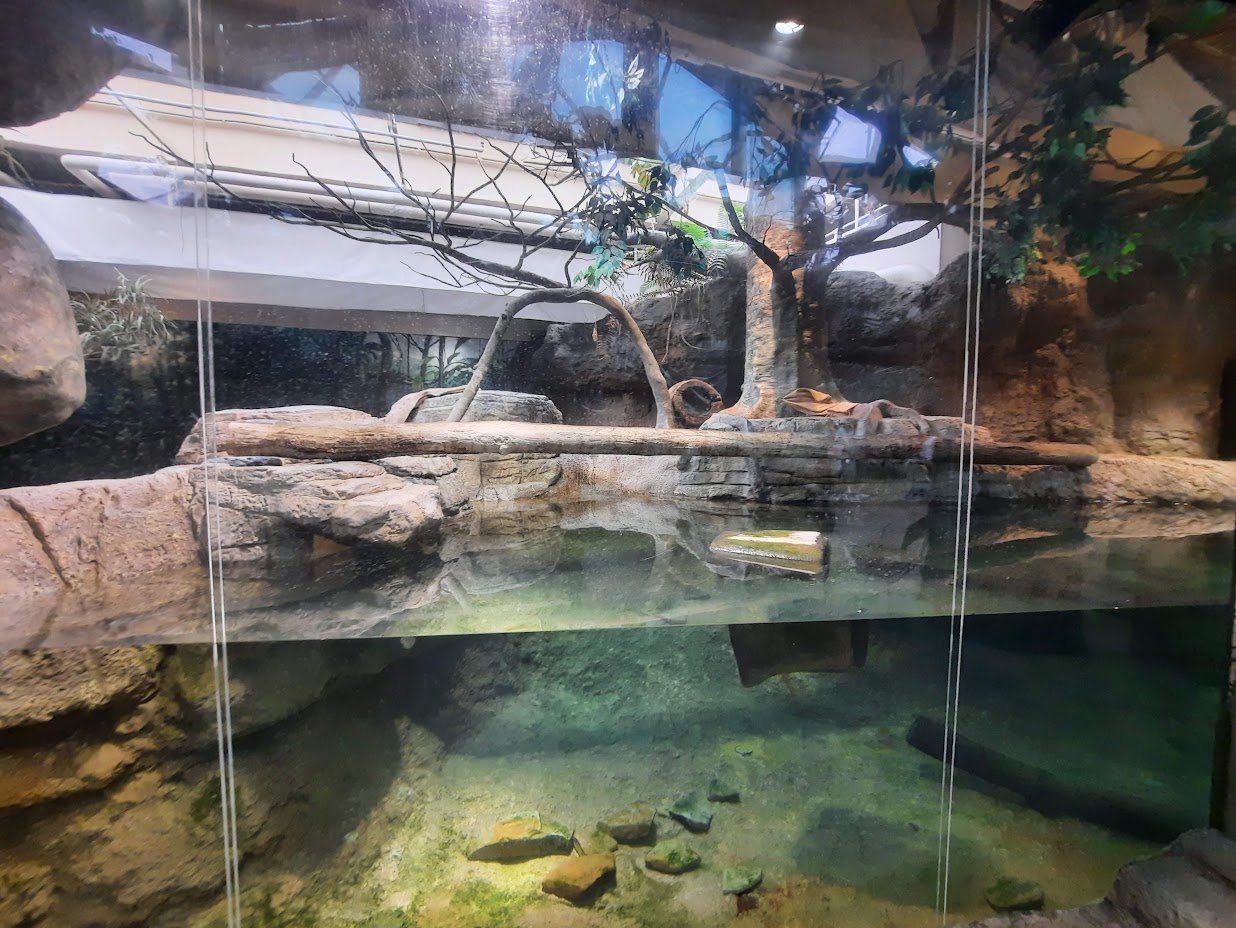 The RainForest - Asian Small Clawed Otter Underwater Viewing