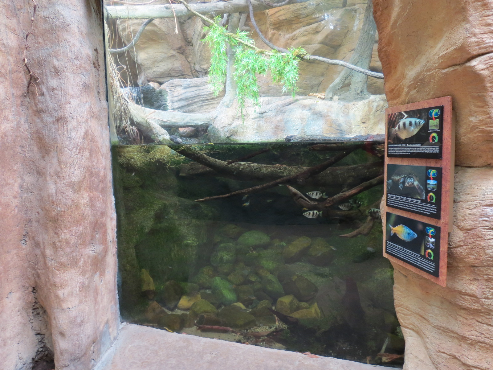 The Rainforest - Banded Archerfish and Others Exhibit