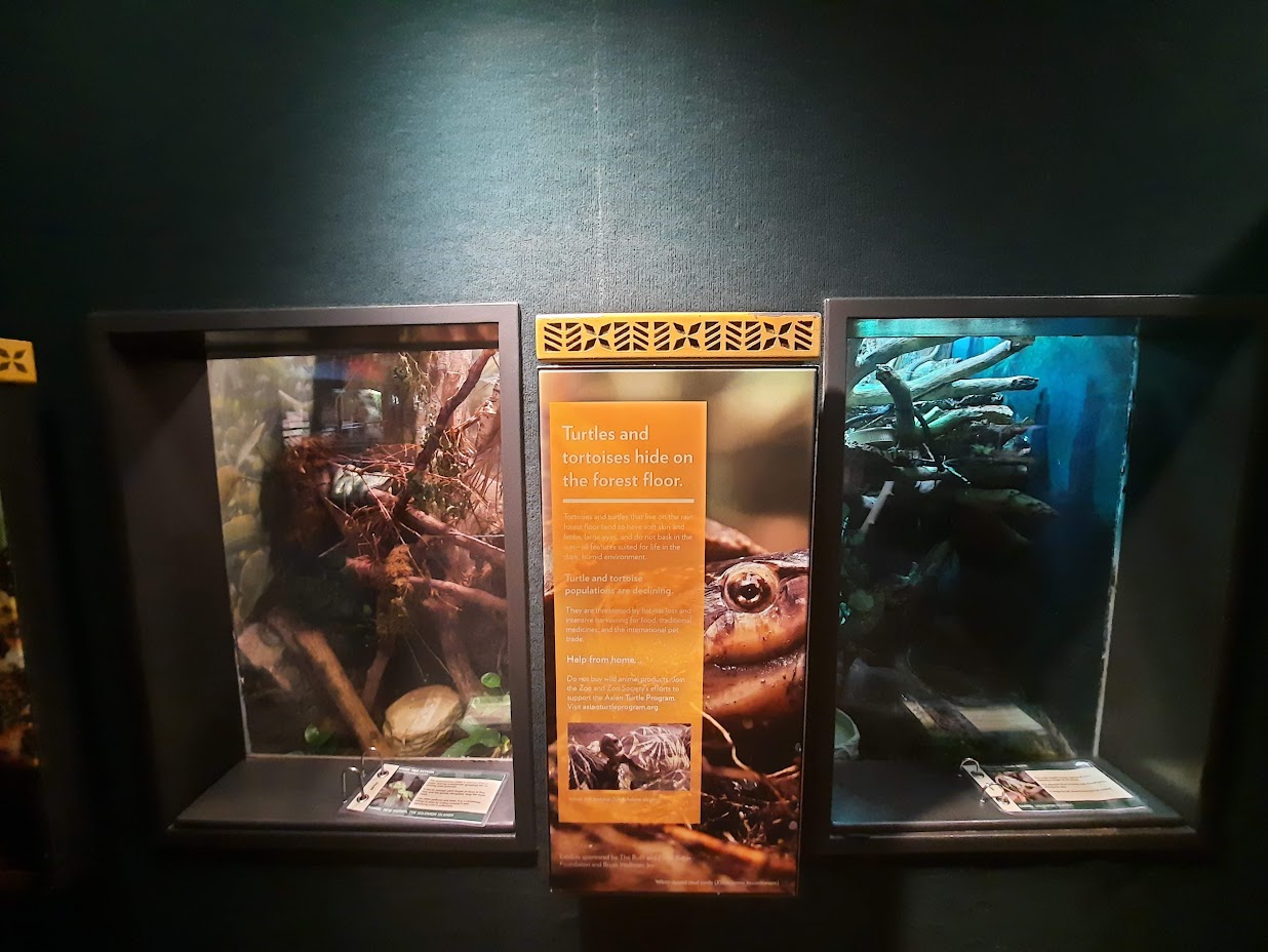 The RainForest - Baron's Racer and Skink Exhibits