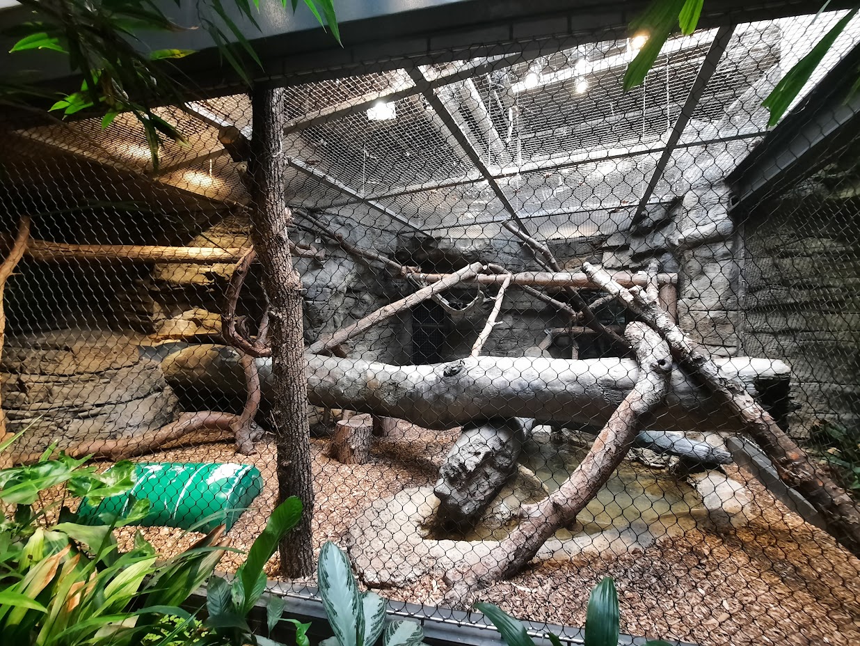 The RainForest - Binturong Exhibit