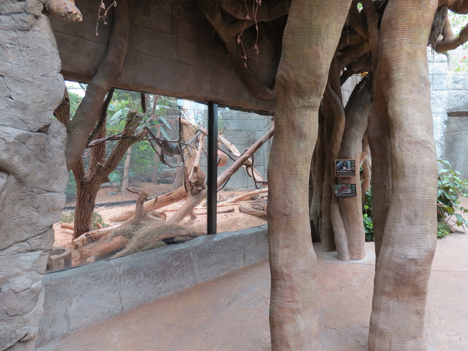 The Rainforest - Black Howler Monkey and Paca Exhibit