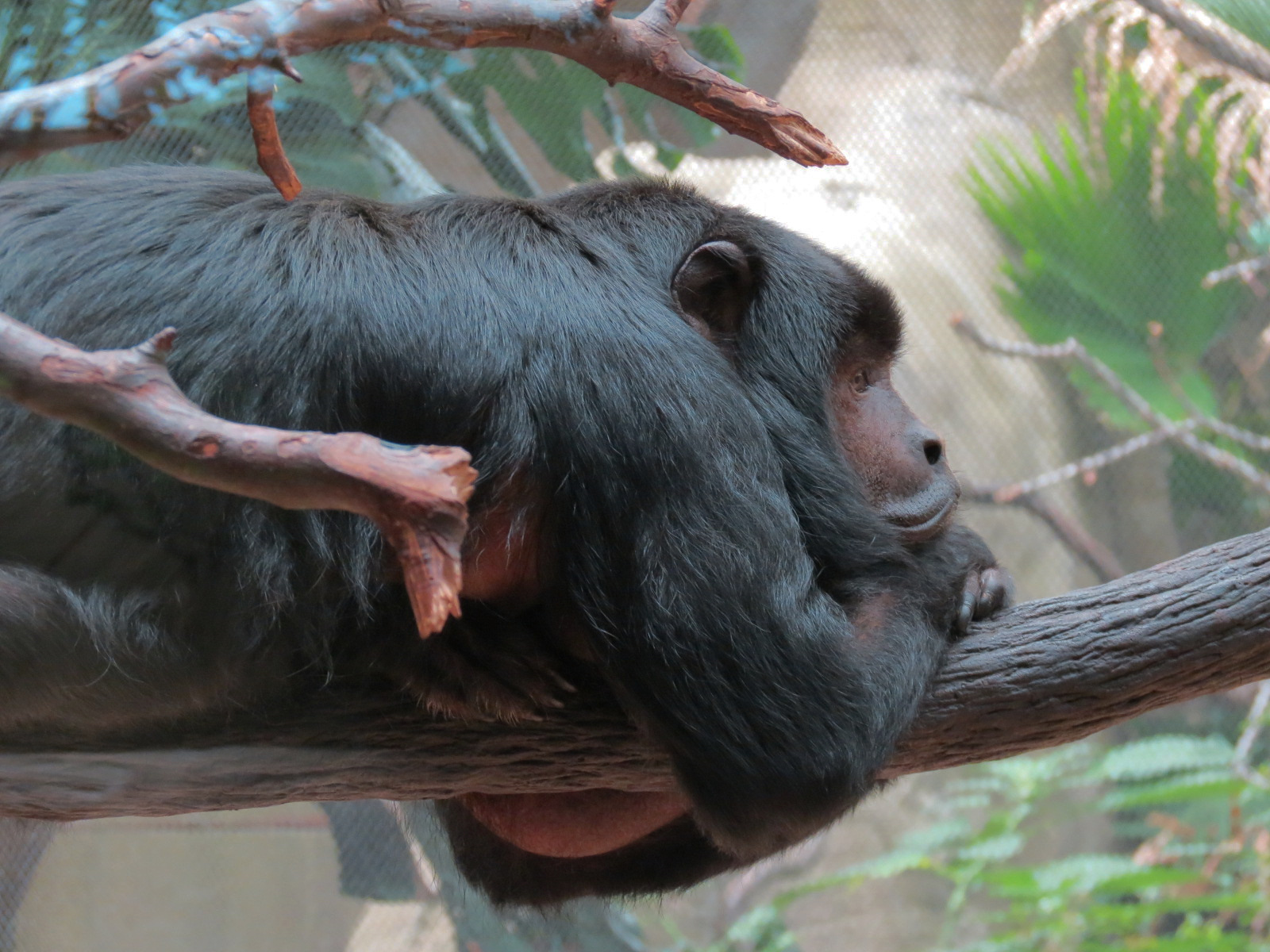 The Rainforest - Black Howler Monkey and Paca Exhibit