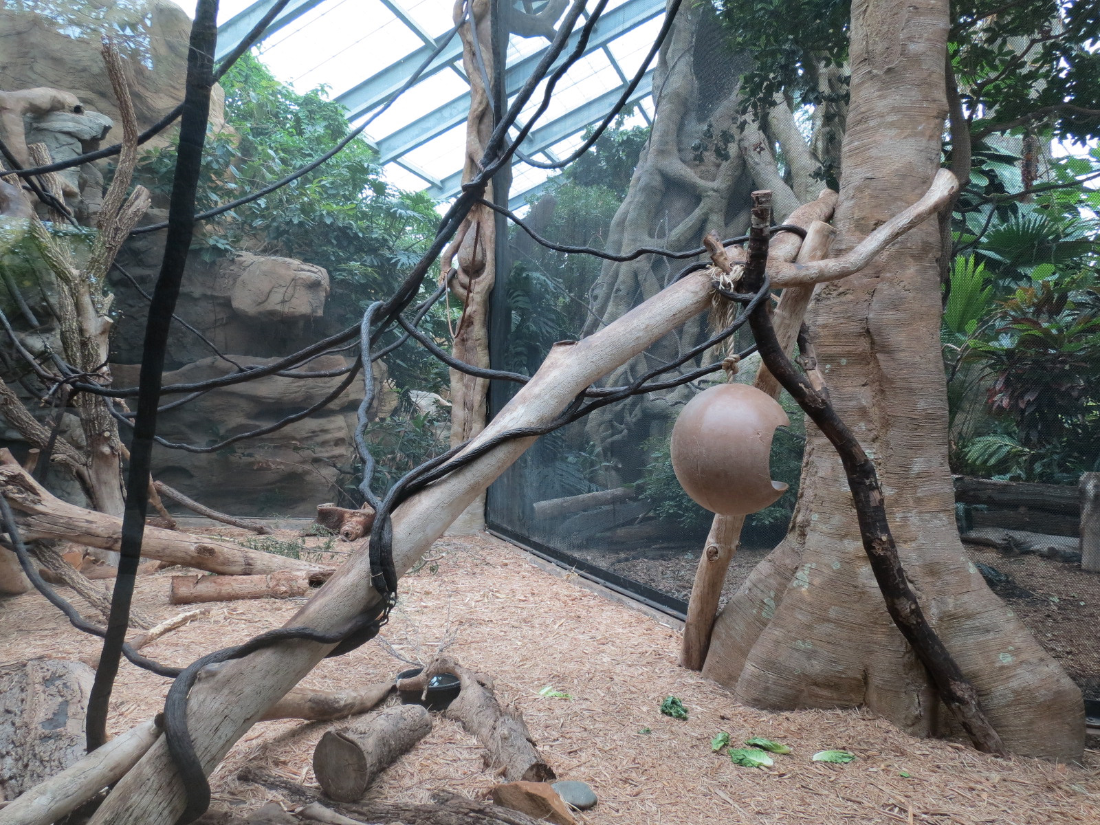 The Rainforest - Black Howler Monkey and Paca Exhibit