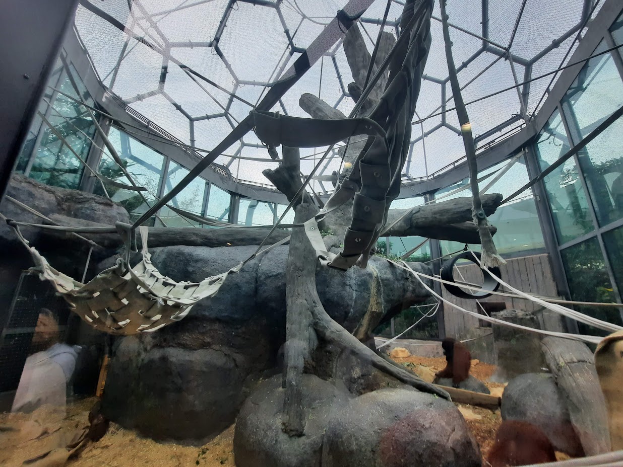 The RainForest - Bornean Orangutan Exhibit