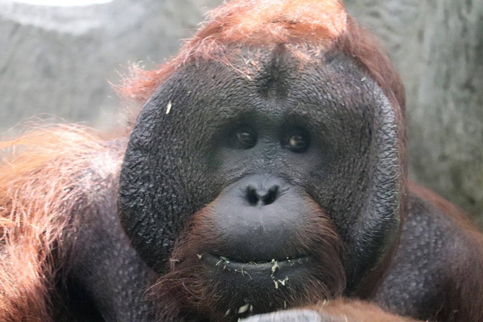 The RainForest - Bornean Orangutan