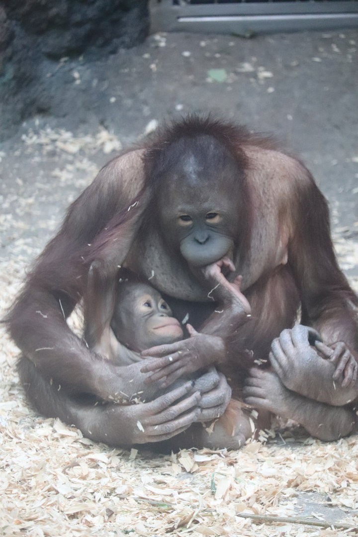 The Rainforest - Bornean Orangutans