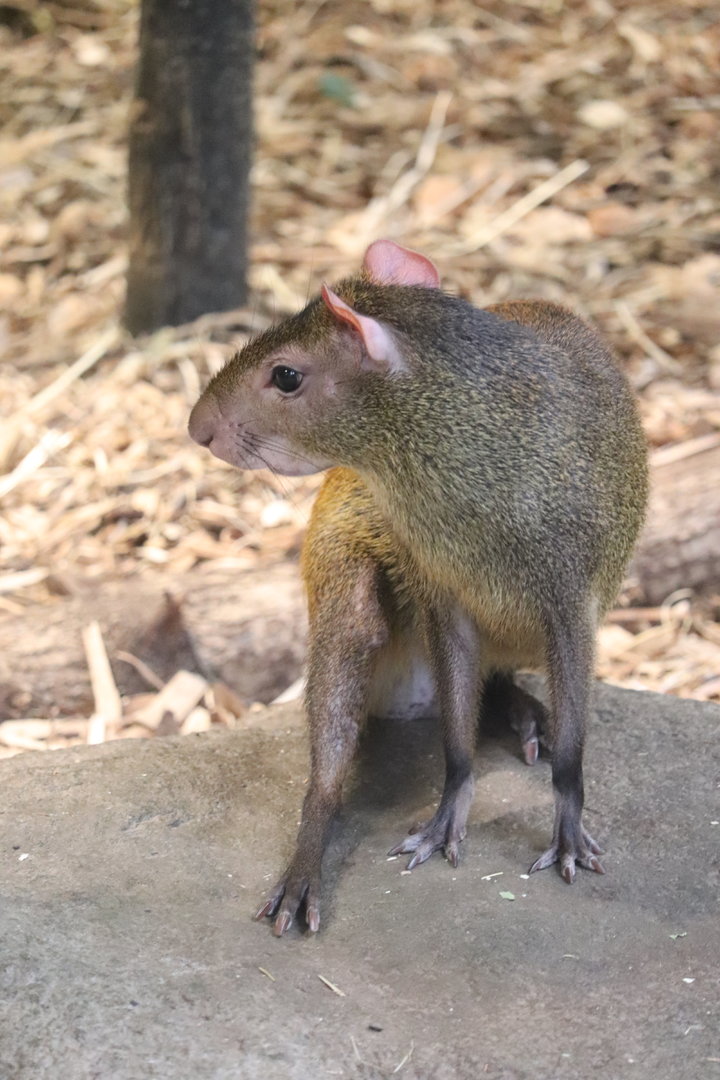 The Rainforest - Brazilian Agouti