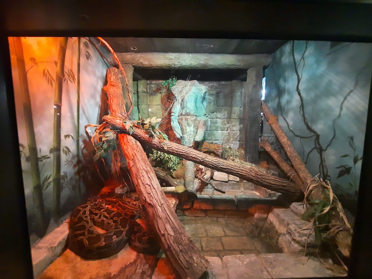 The RainForest - Burmese Python Exhibit