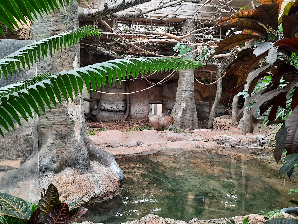 The RainForest - Capybara and Anteater Exhibit