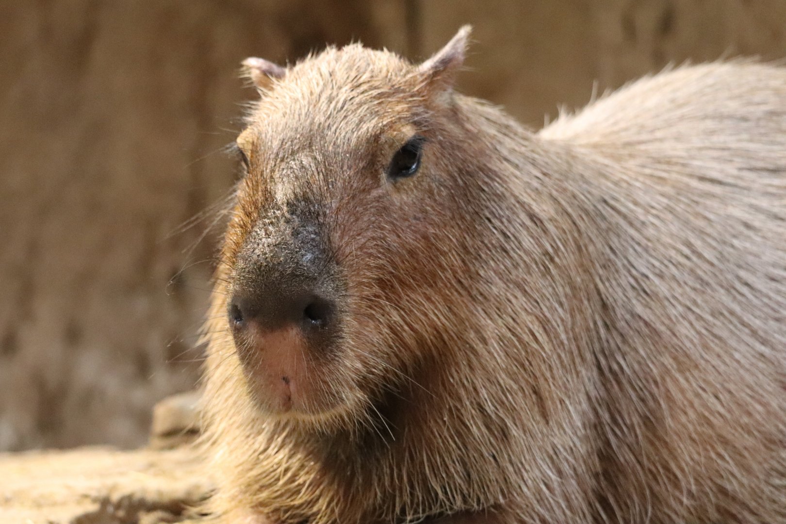 The RainForest - Capybara
