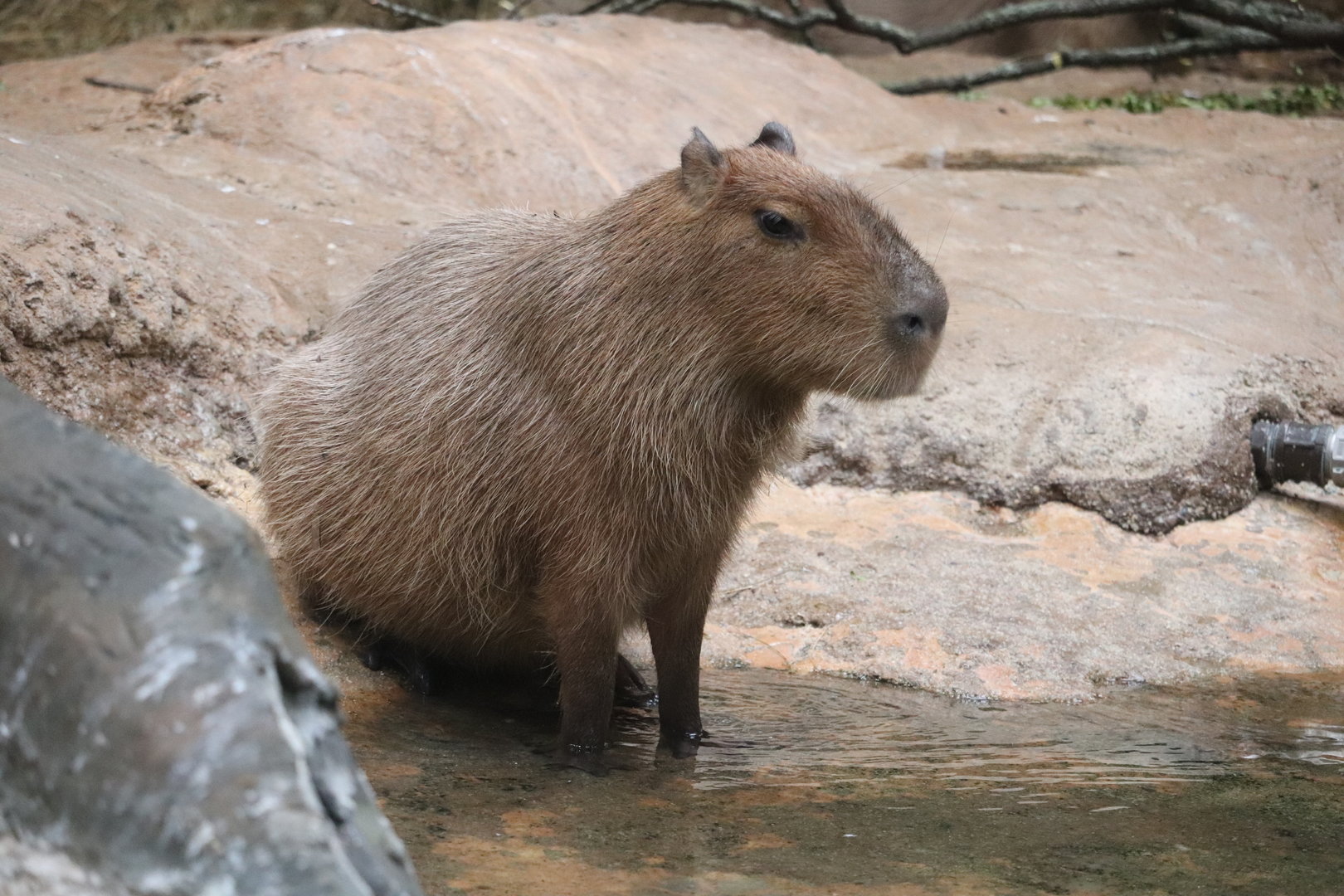 The Rainforest - Capybara