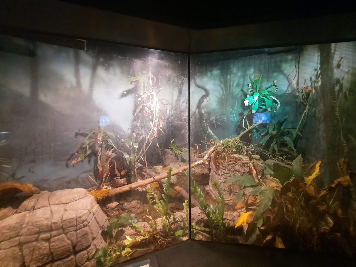 The RainForest - Carpet Python Exhibit