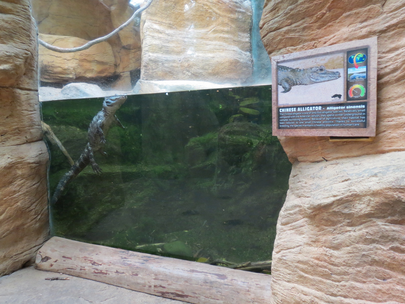 The Rainforest - Chinese Alligator Exhibit