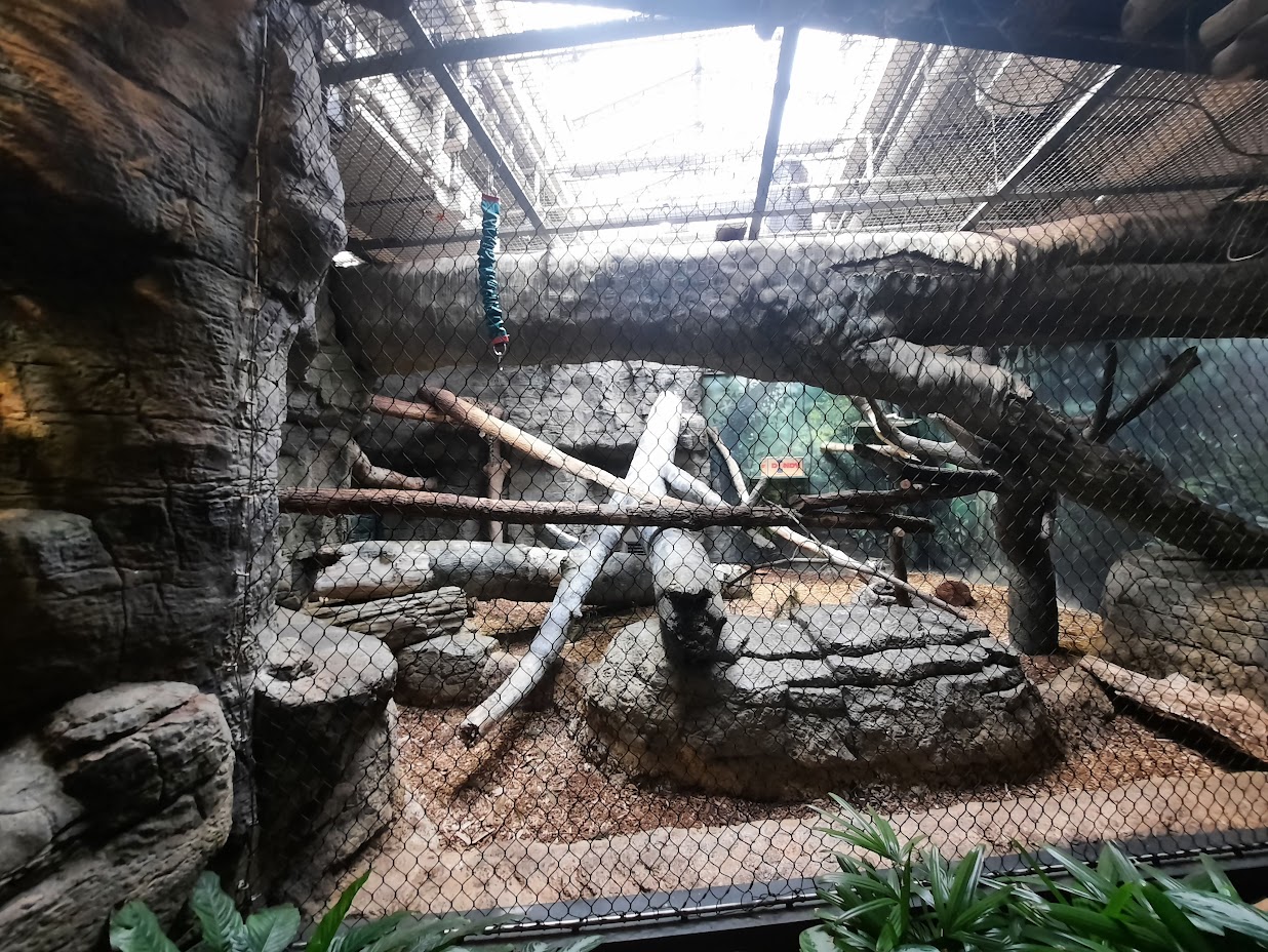 The RainForest - Clouded Leopard Exhibit
