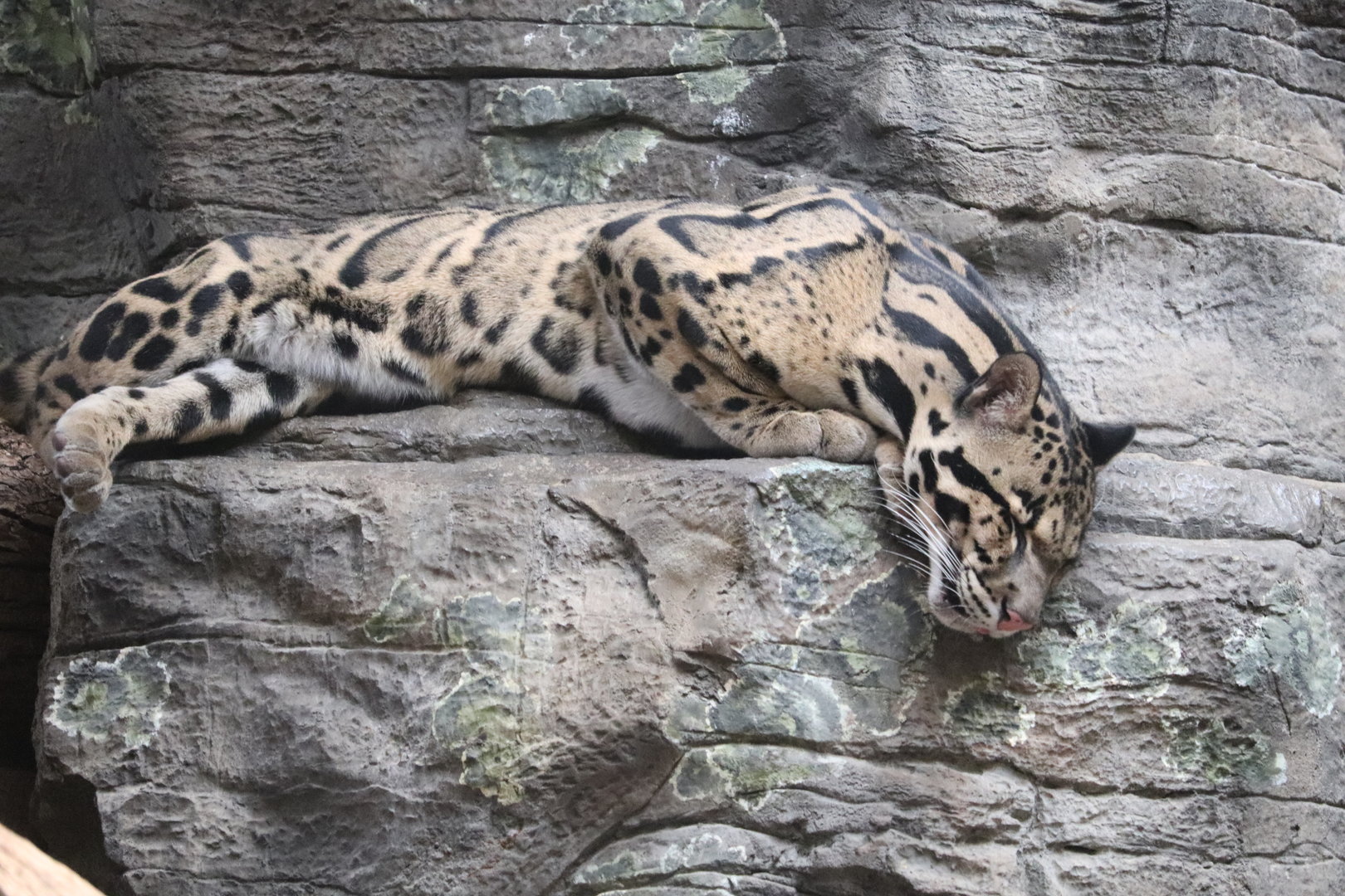 The Rainforest - Clouded Leopard