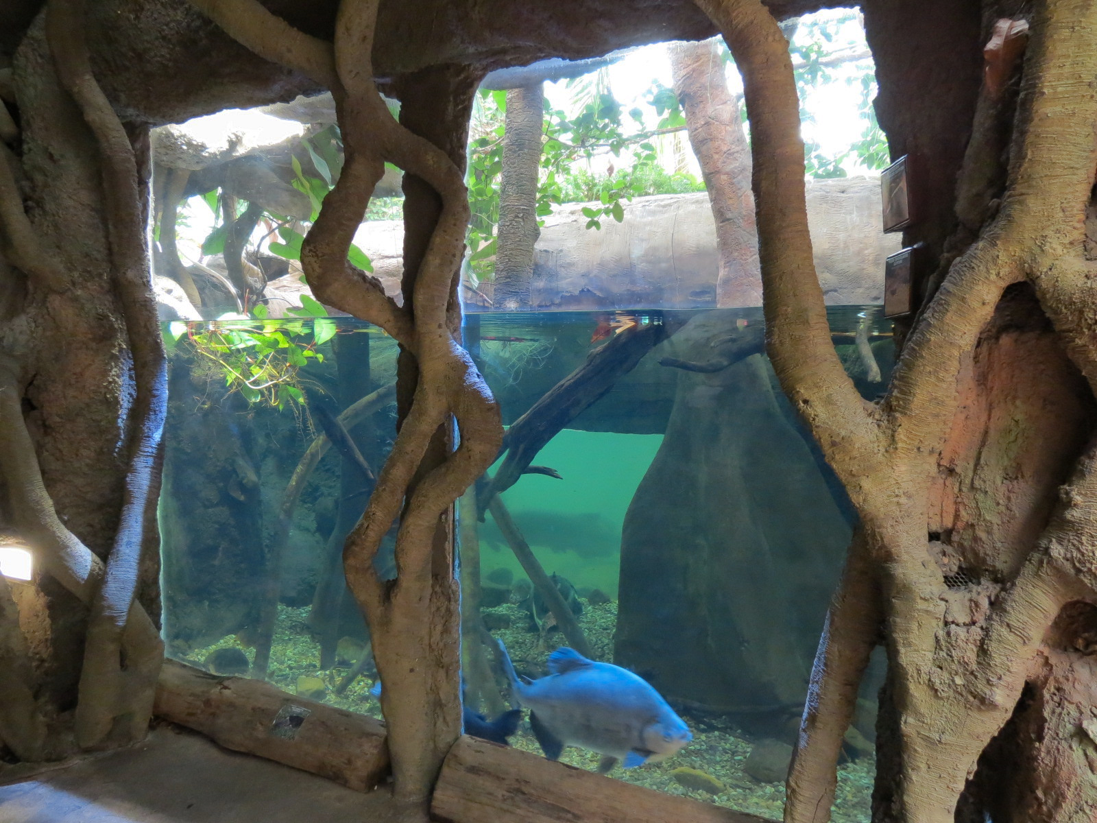The Rainforest - Columbian Red-tailed Catfish and Others Exhibit