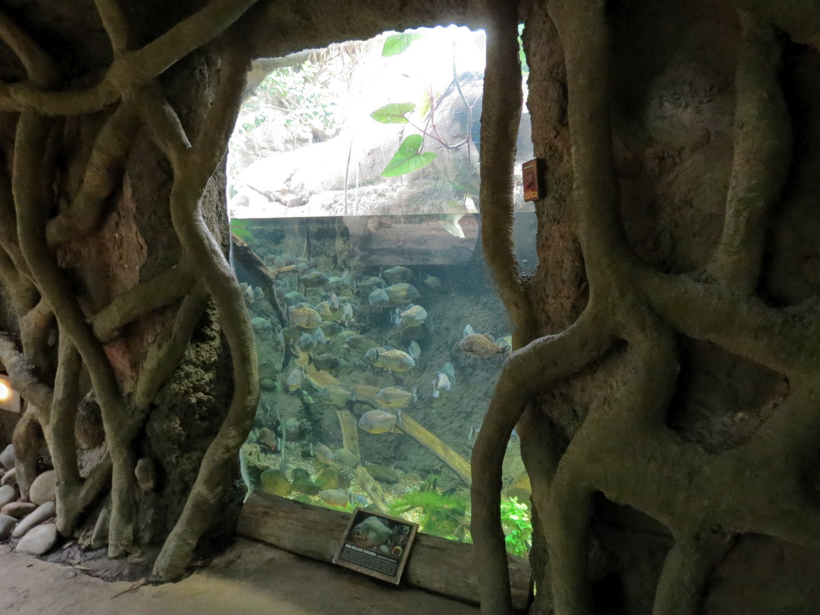 The Rainforest - Covict Cichlid and Red-bellied Piranha Exhibit
