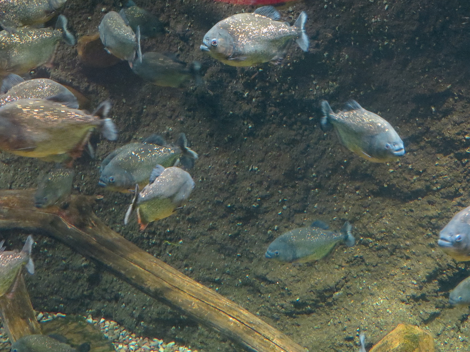 The Rainforest - Covict Cichlid and Red-bellied Piranha Exhibit
