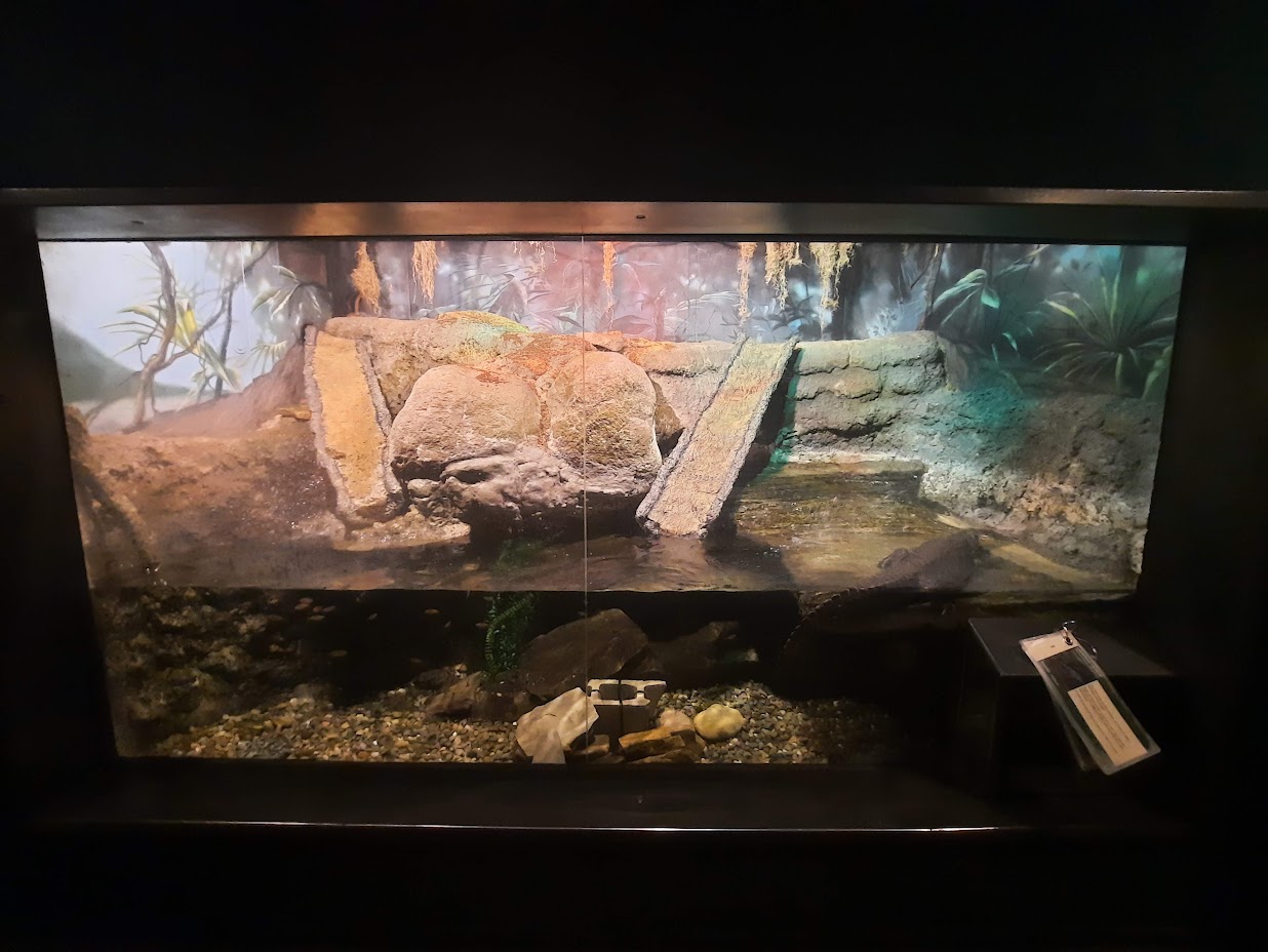 The RainForest - Dwarf Crocodile