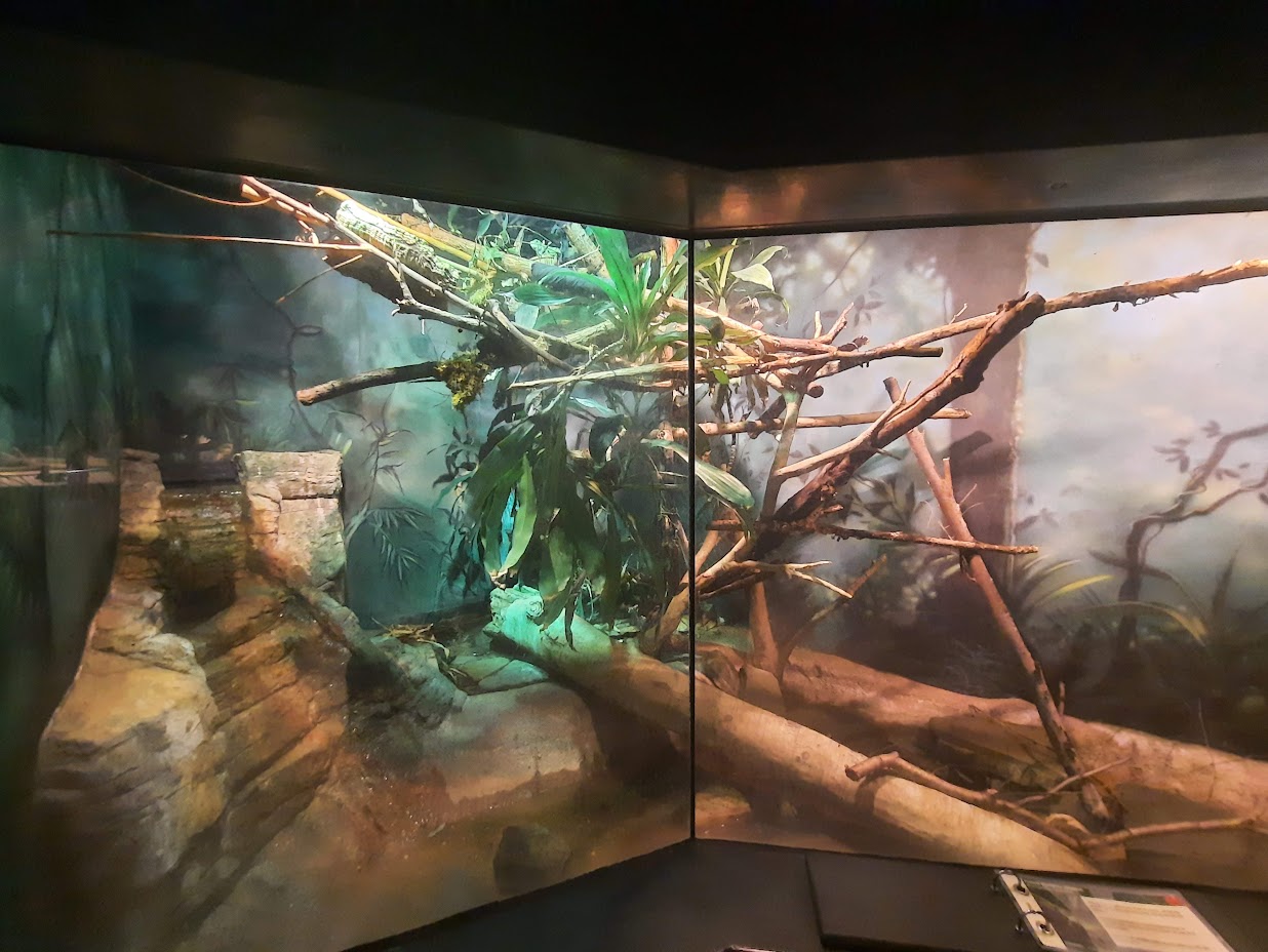 The RainForest - Fiji Banded Iguana Exhibit