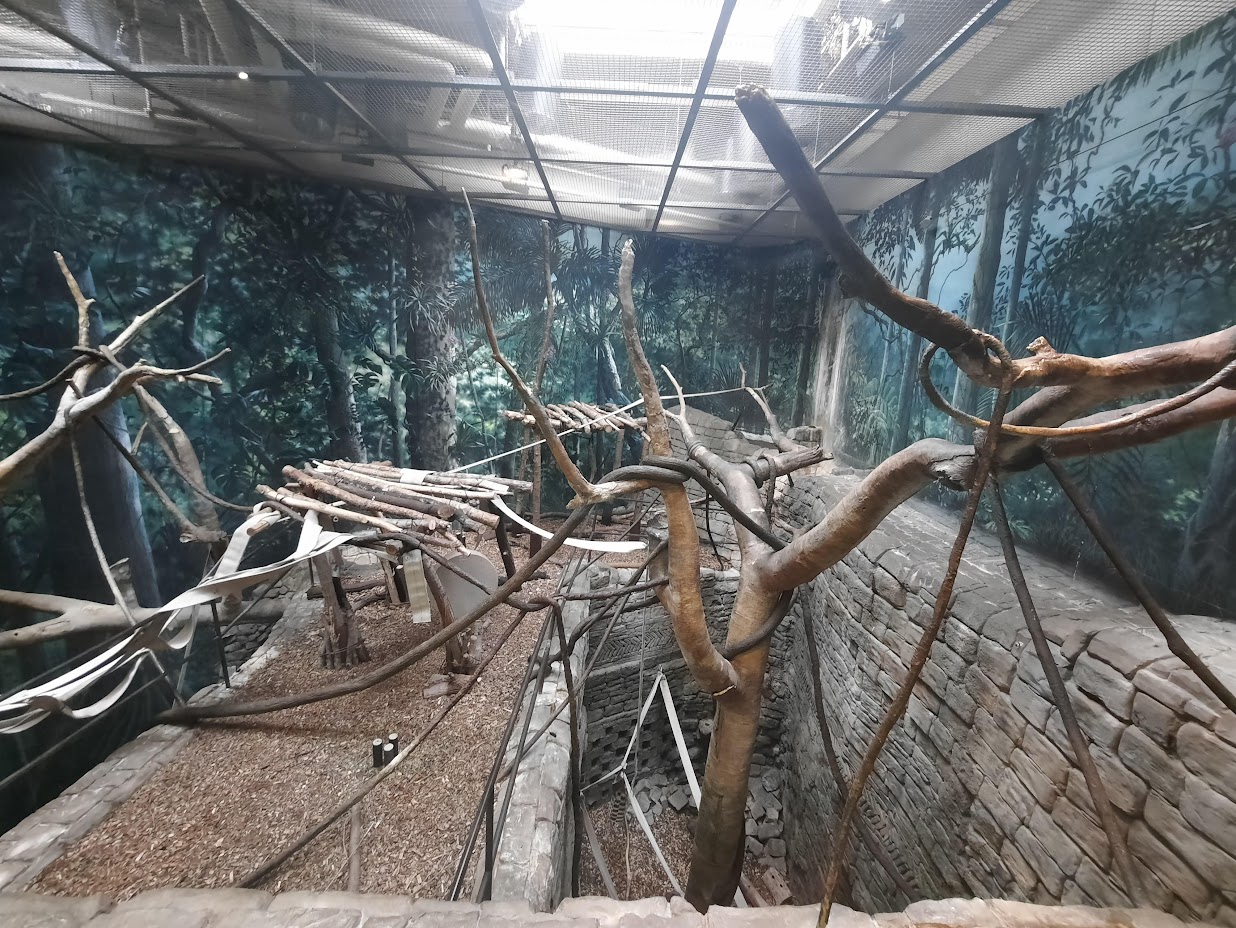 The RainForest - Francois Langur Exhibit 1