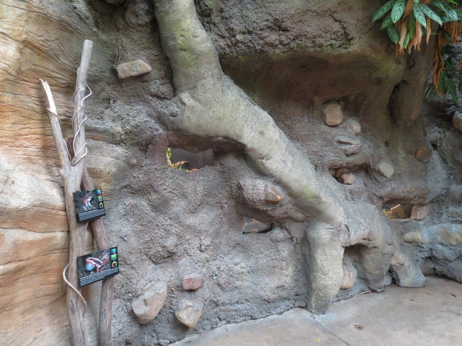 The Rainforest - Frog Exhibits