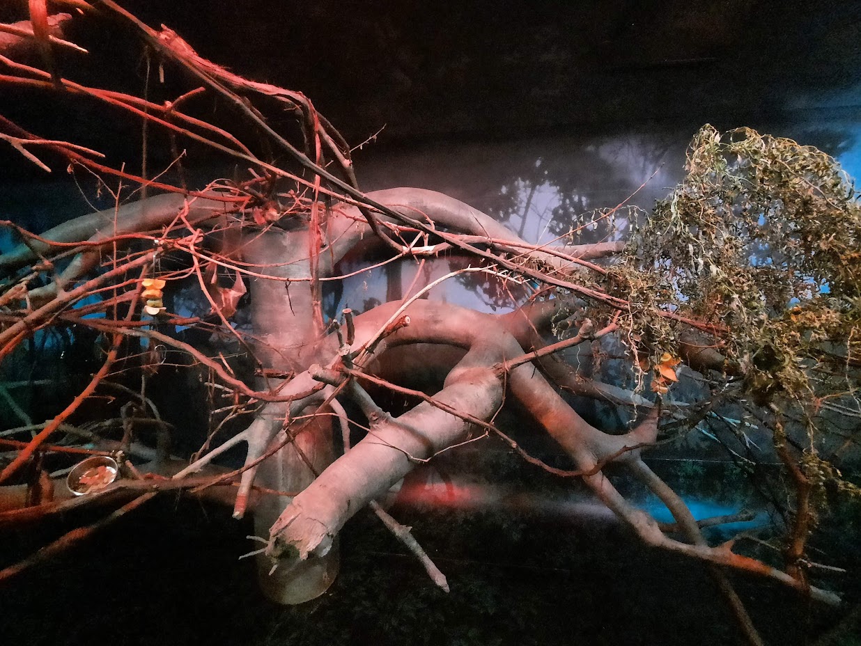 The RainForest - Fruit Bat Exhibit