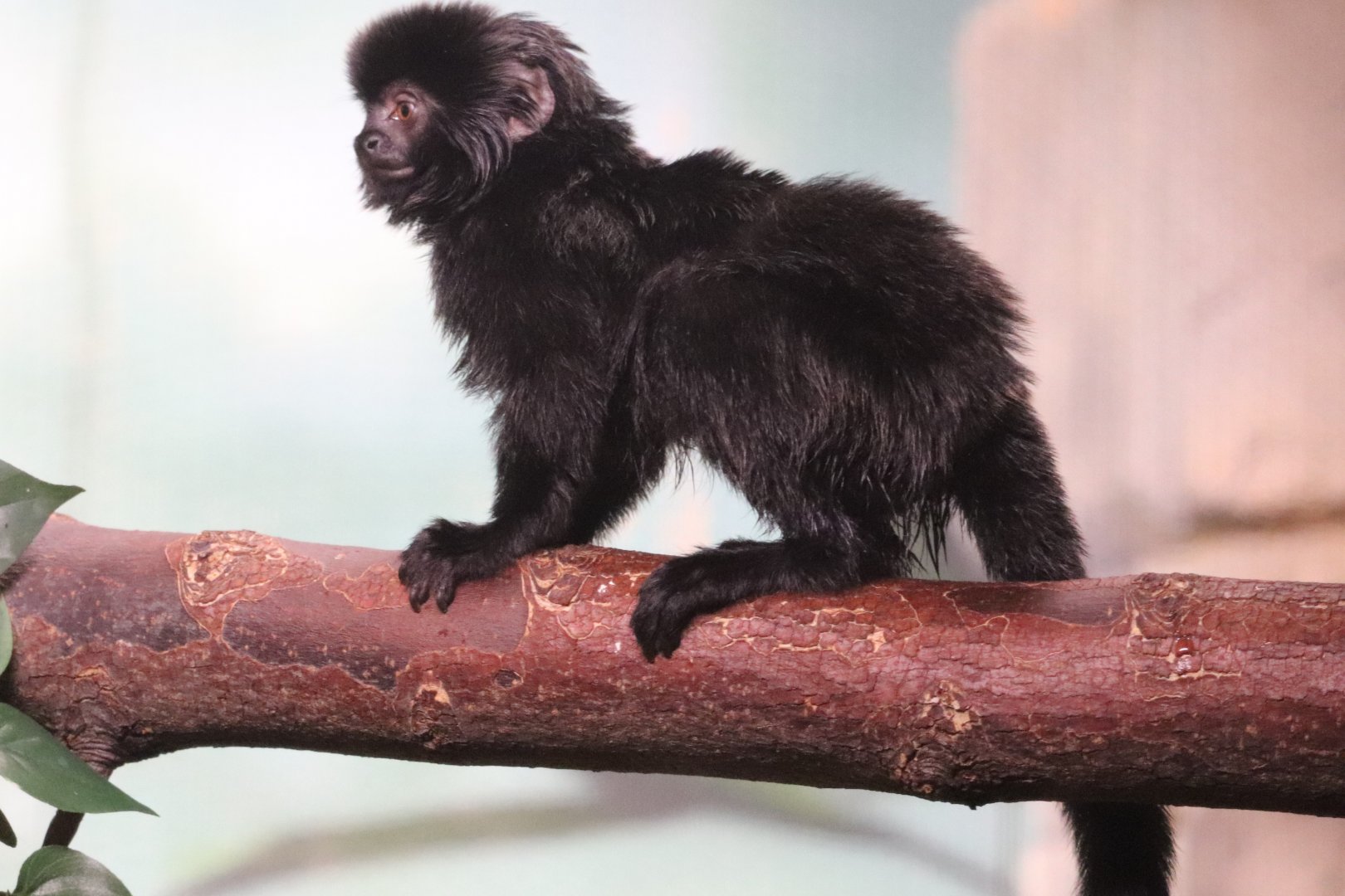 The RainForest - Goeldi's Monkey