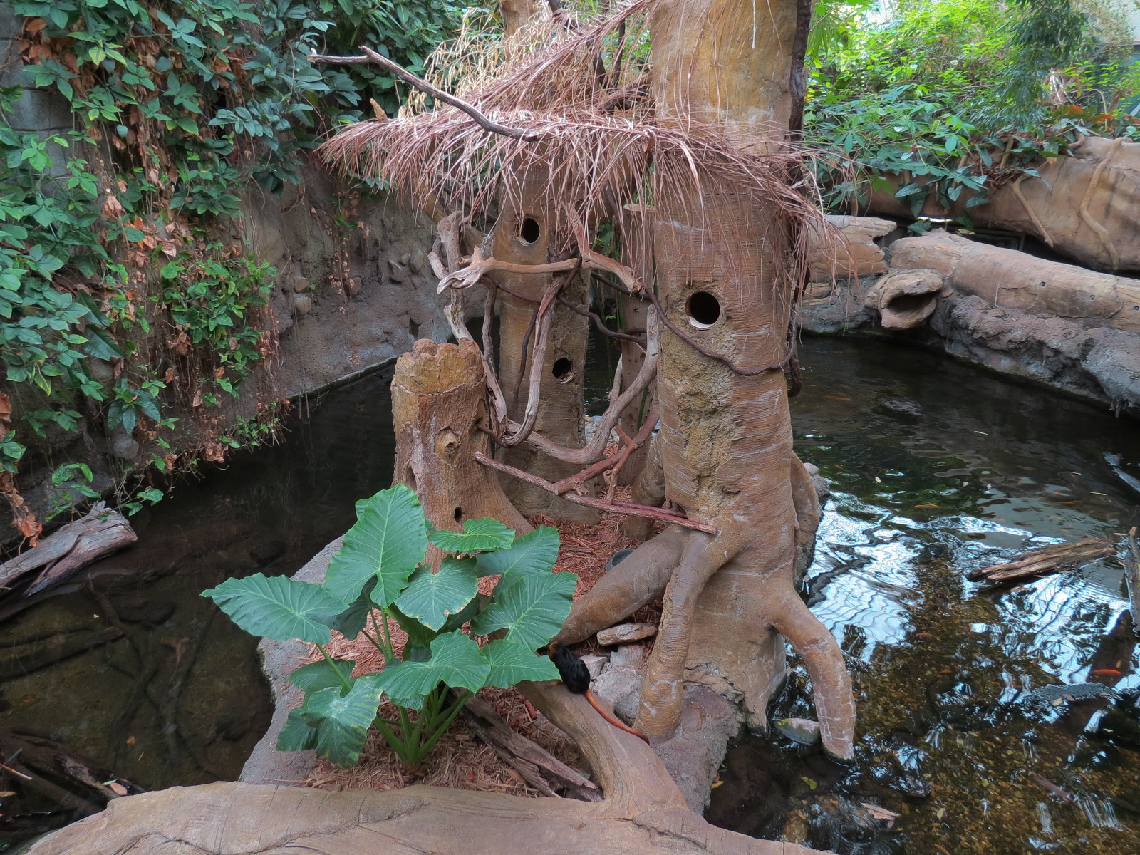 The Rainforest - Golden-headed Lion Tamarin Exhibit