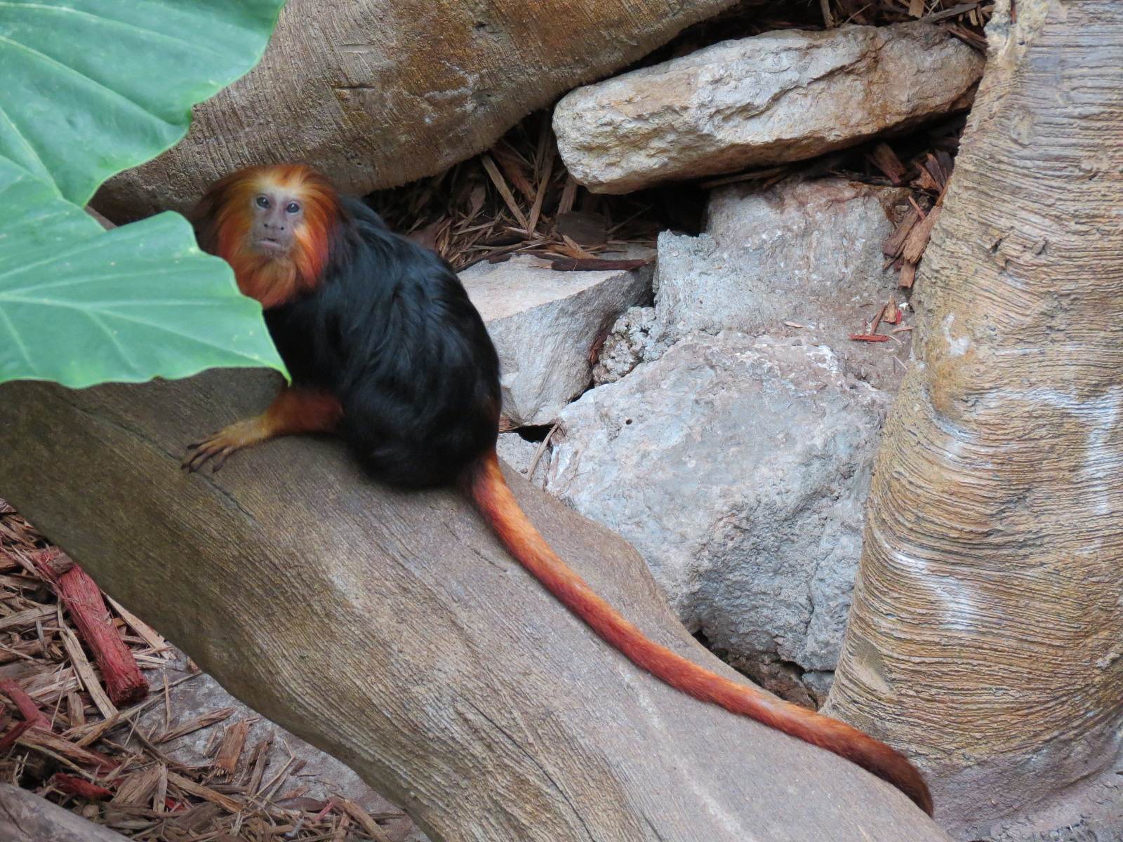 The Rainforest - Golden-headed Lion Tamarin Exhibit
