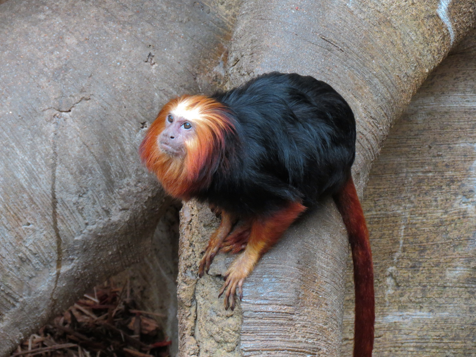 The Rainforest - Golden-headed Lion Tamarin Exhibit
