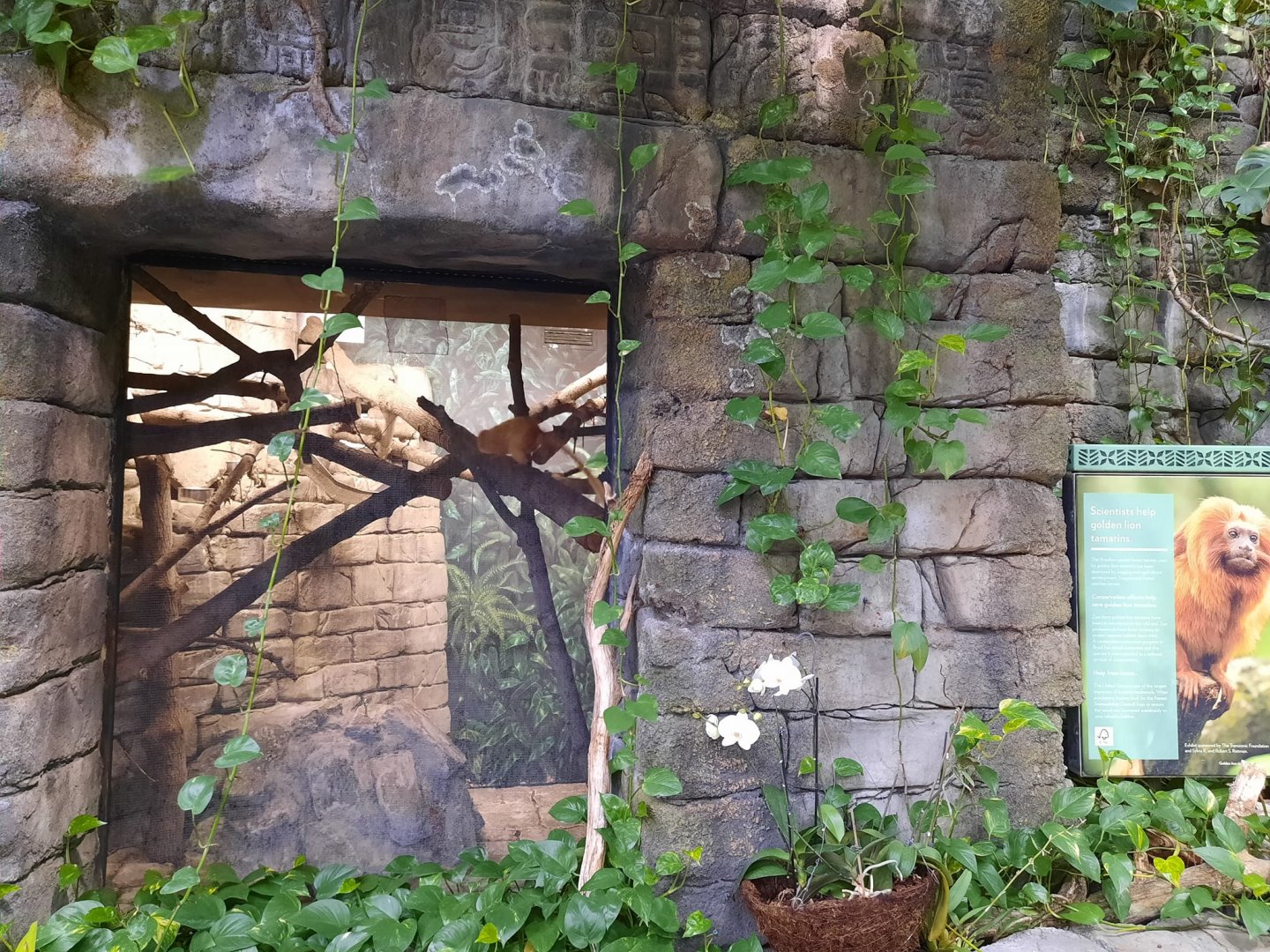 The RainForest - Golden Lion Tamarin Exhibit