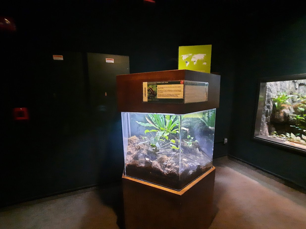 The RainForest - Golfodulcean Poison Frog