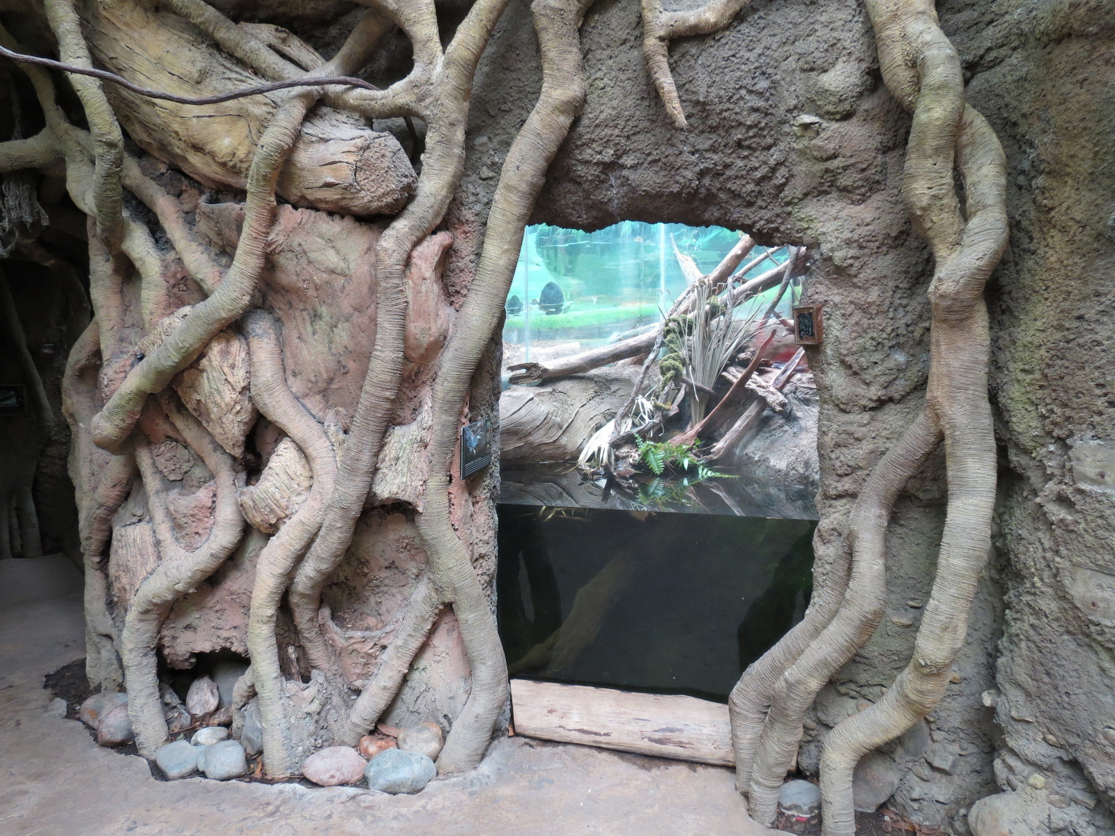 The Rainforest - Green Anaconda Exhibit