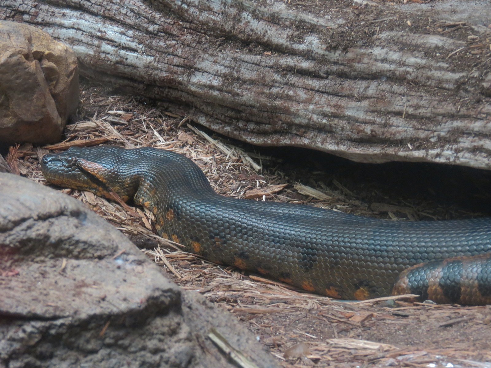 The Rainforest - Green Anaconda Exhibit