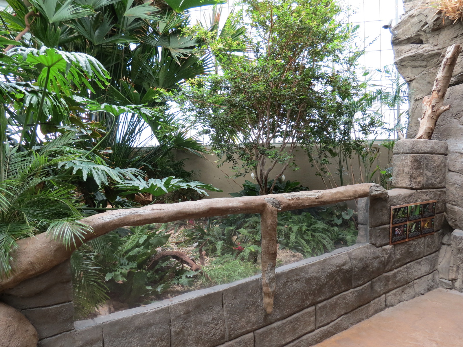 The Rainforest - Green and Black Poison Dart Frog and Others Exhibit