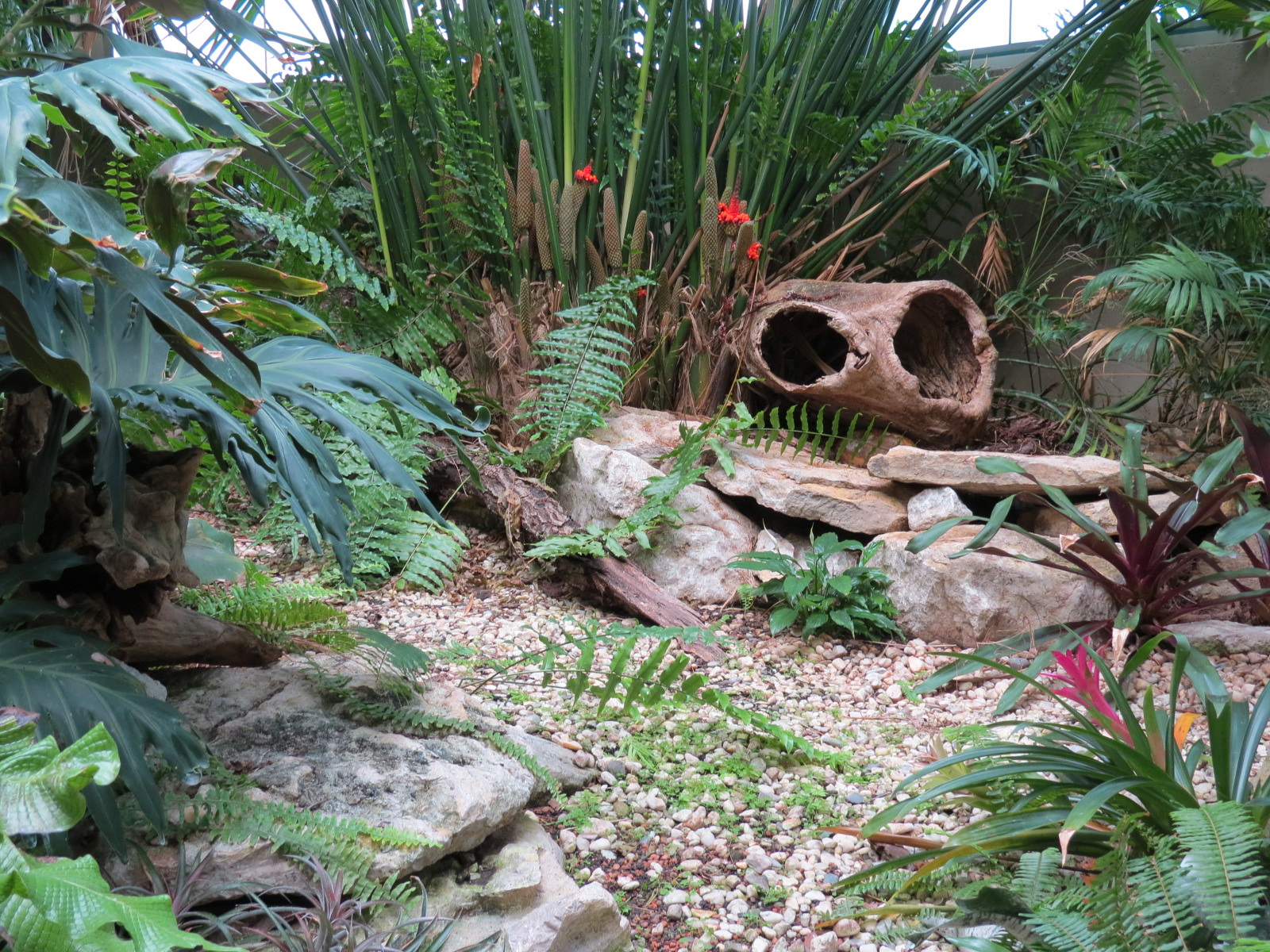 The Rainforest - Green and Black Poison Dart Frog and Others Exhibit
