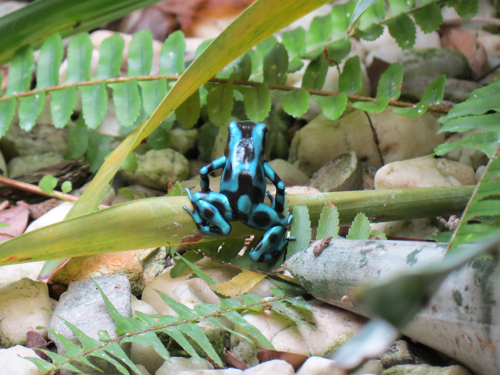 The Rainforest - Green and Black Poison Dart Frog and Others Exhibit