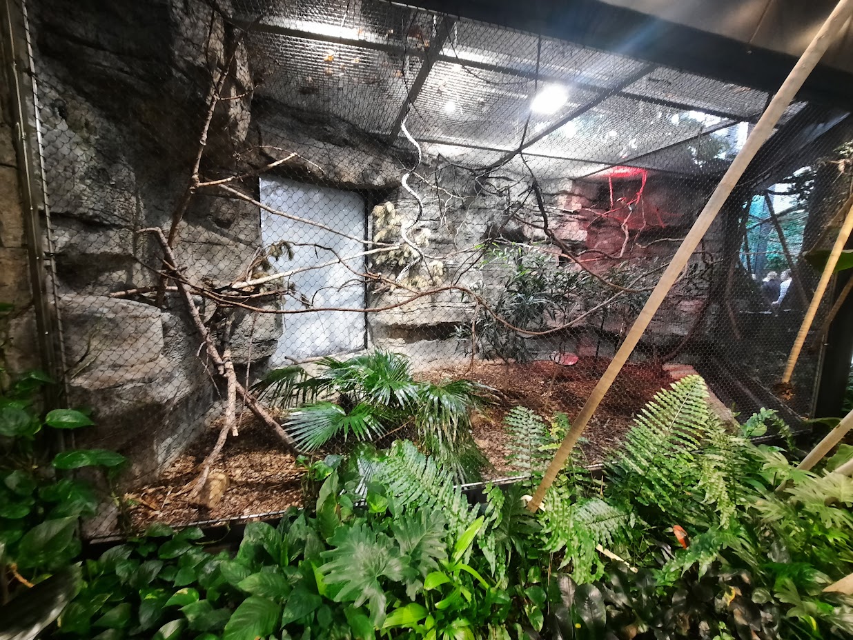 The RainForest - Green Aracari Exhibit