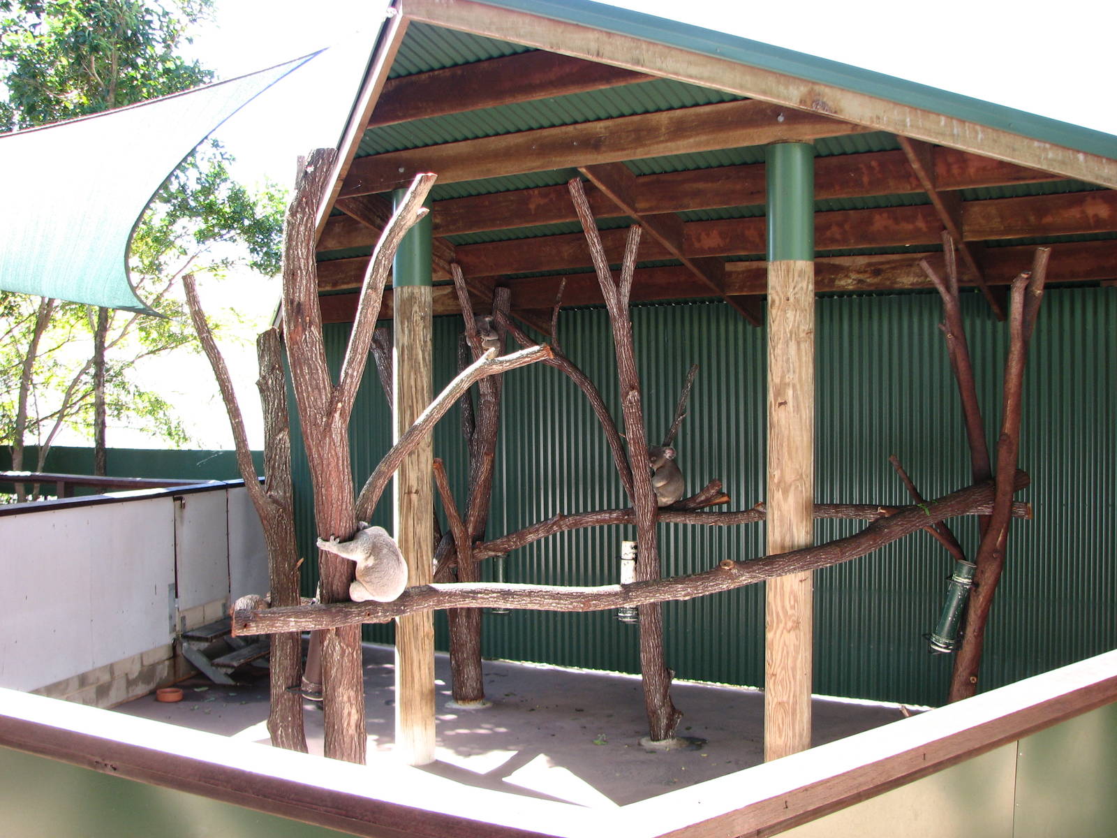 The Rainforest Habitat - Dreadful Koala exhibit